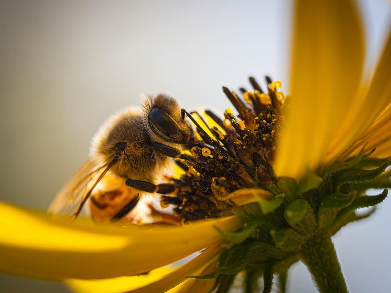 bee on flower nectar