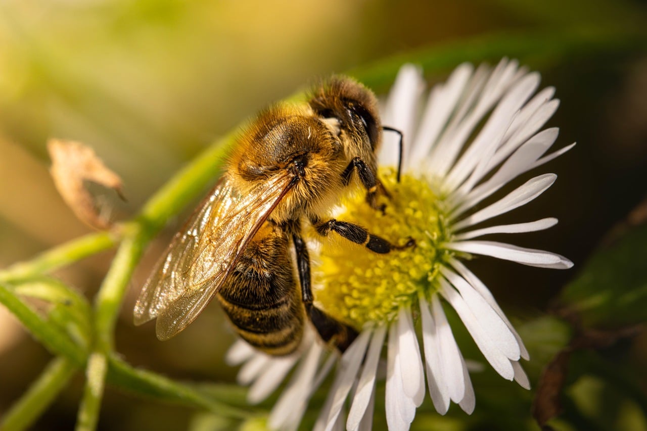 blooming flowers nectar