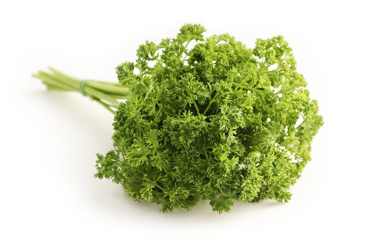 curly parsley bunch