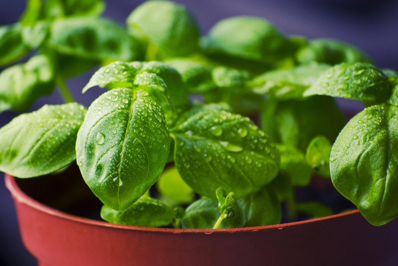 fresh basil parsley thyme