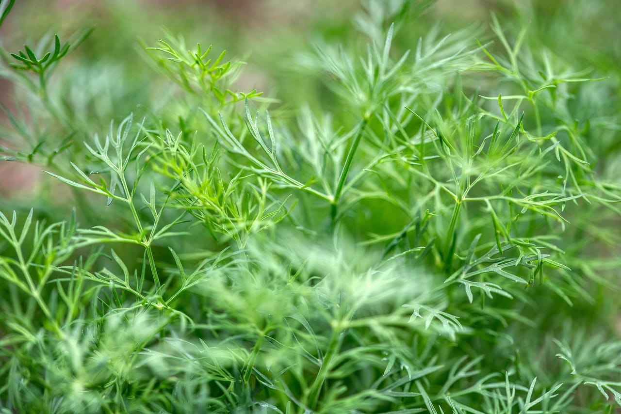 fresh dill herbs