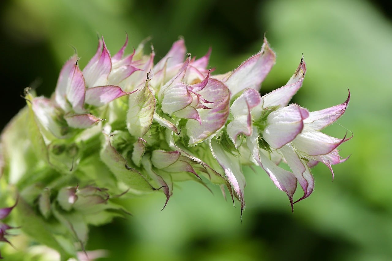fresh sage sprig