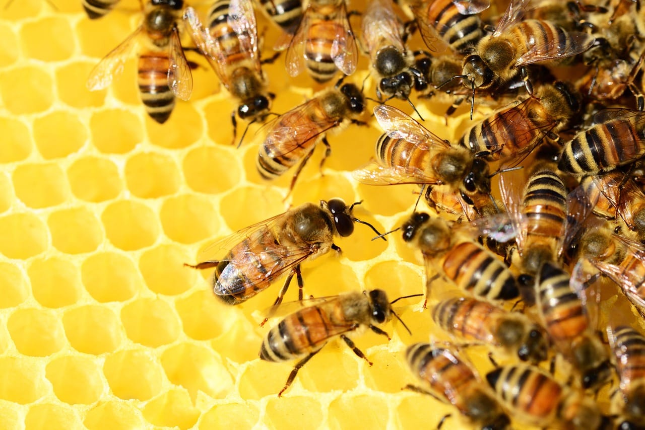 Langstroth beehive