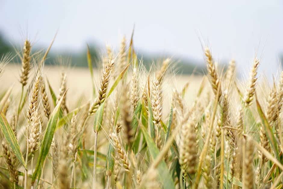 rice soy rye oats