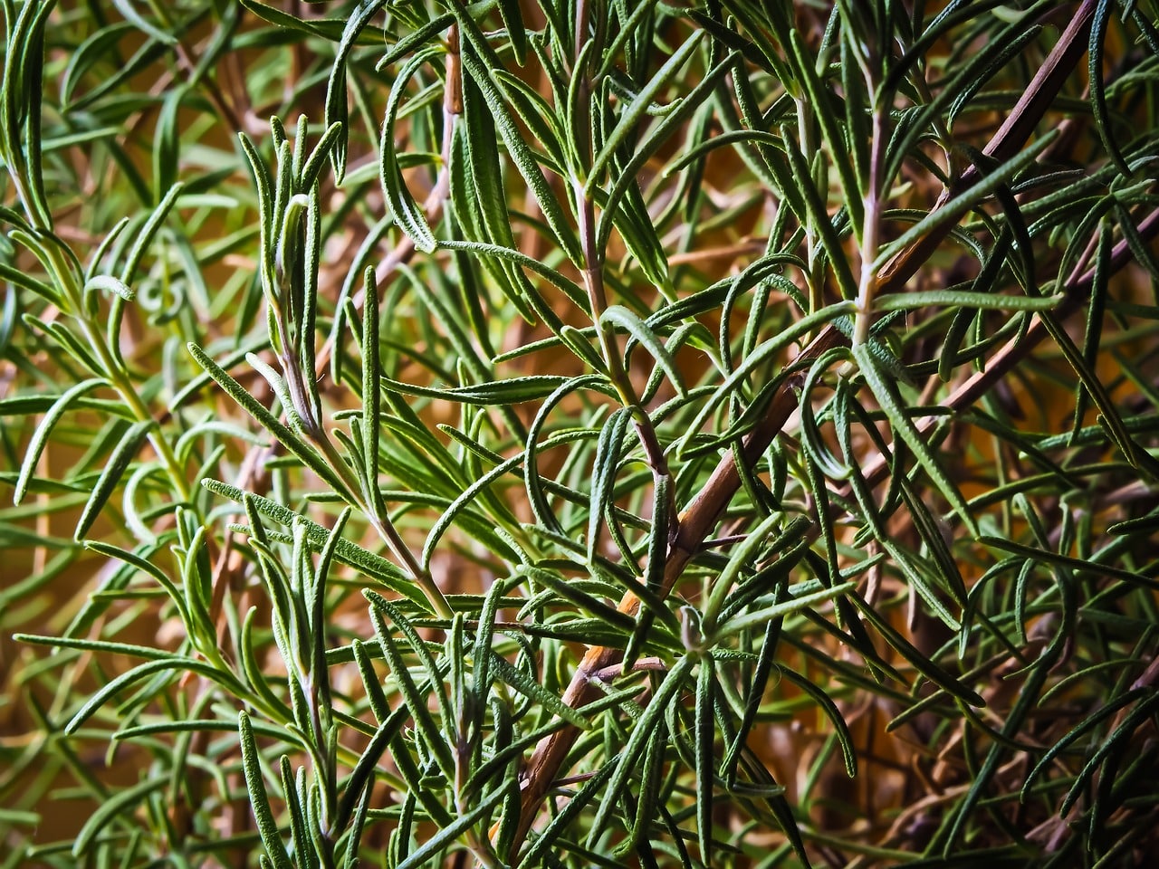 rosemary herb flatbread