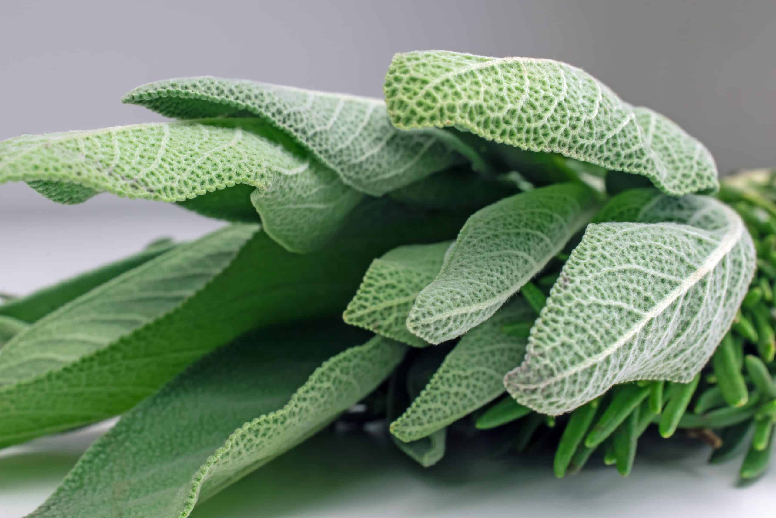 sage fennel seeds herbs