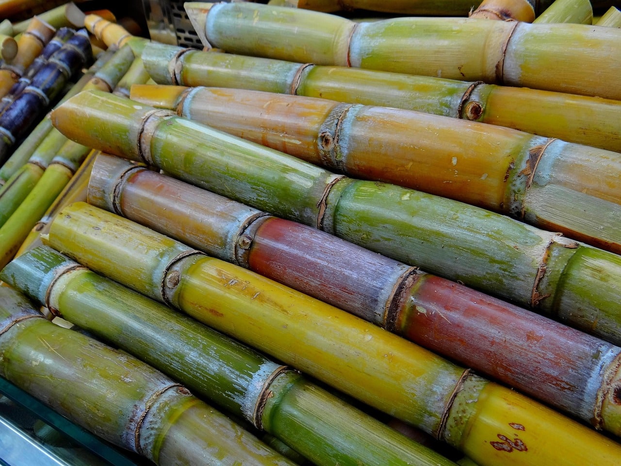 sugar cane stalks sugar cane stalks