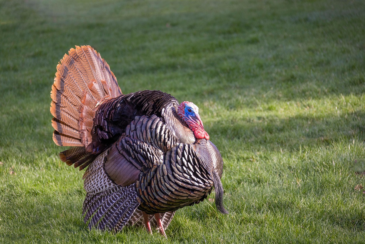 wild turkey bird